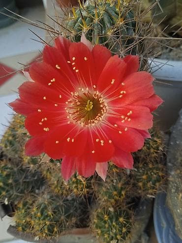 gec bosalmaq ucun bitkiler: Сциндапсус N-Joy — 6