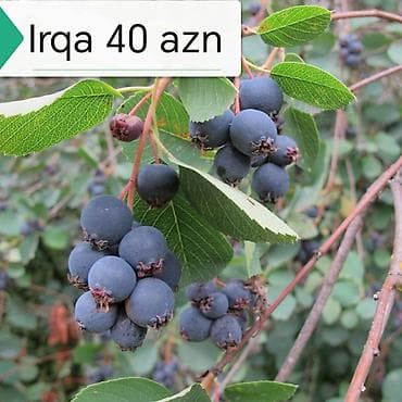 süd məhsulları: Салам килемейве тинклери сатылыр истесениз чатдырылма вар — 8