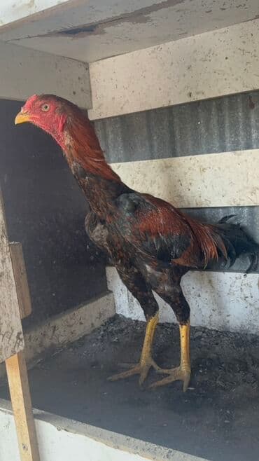 Информатика: Heyratı satılır real alıcıya endirim olacaq - Növ: kənd toyuğu/xoruz — 2