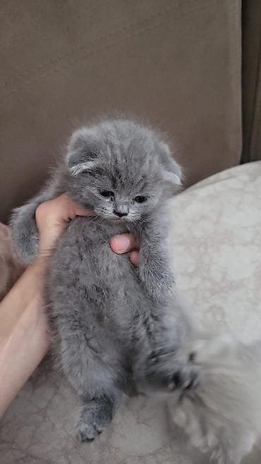 Pişiklər: Şotland yastı qulaq — 6