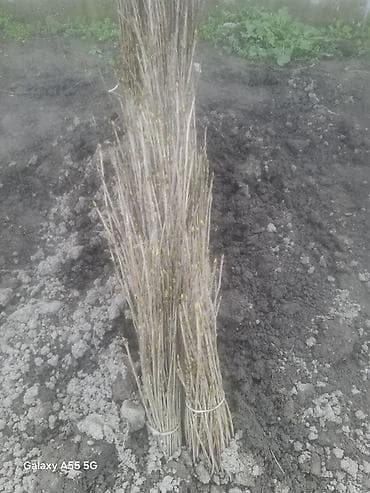 heserat yeyen bitki: Məhsul: Açıq köklü meyvə ağacı tingləri (şitillər) Təsvir: - Açıq — 8