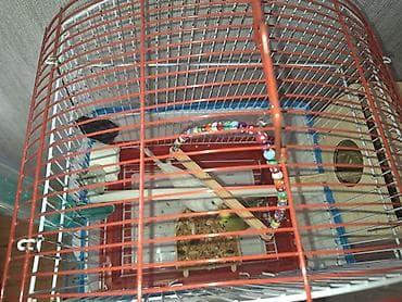 ucuz goyərcinlər: Dalğalı tutuquşular üçün qəfəs və aksesuarlar dəsti - Metaldan — 8