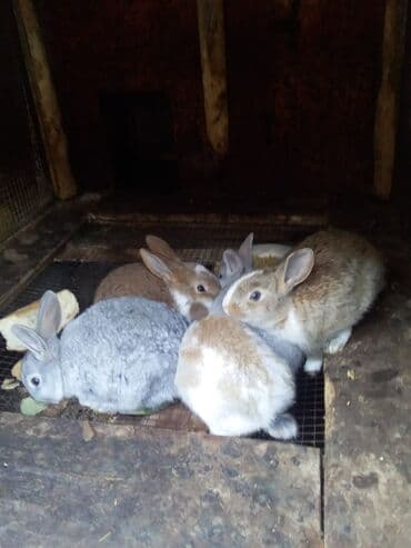 Dovwanlar.5 manatdan bawlayir.unvan sumqayit