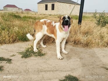 ERKEK. 8 ayin icindedi qoyun quzuya yararli kucuydu. axranasi eladi
