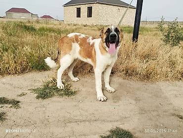 tap az ev itleri: ERKEK. 8 ayin icindedi qoyun quzuya yararli kucuydu. axranasi eladi — 1