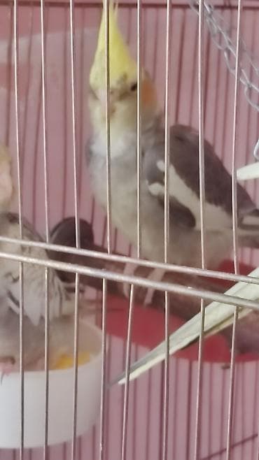 lalafo quşlar: Kafes şəraitində böyüdülmüş kokatiel tutuquşuları satışda. Bu — 2