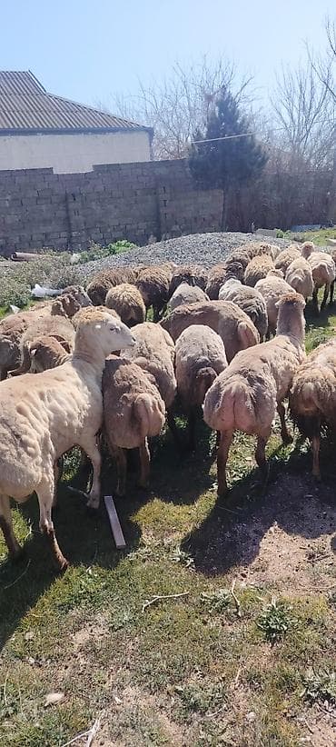 qoyun quyrugu: Qurbanliq ve toxumluq Qoclar ve quzular 40 kilodan 70 kiloya qeder her — 4