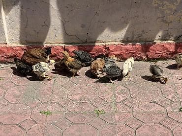 kənd cücələri: Toyuq cücələri, Ətlik — 3