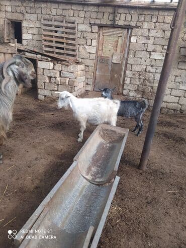 sort keciler: Dişi, Zanen, il: 4, Südlük — 5