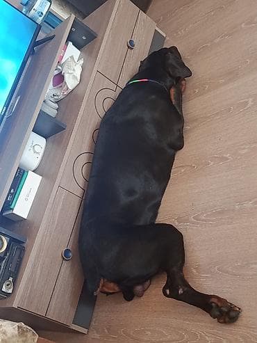 Doberman, 1 il, Erkek, Cütləşmə üçün, Ünvandan götürmə — 5