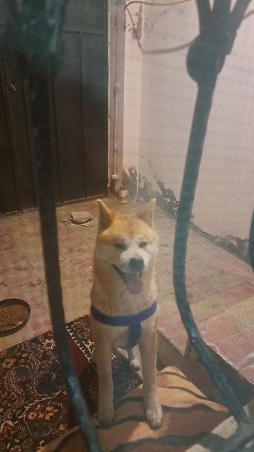 alman coban kopeği: Akita-inu, 1 il, Erkek, Ünvandan götürmə — 3