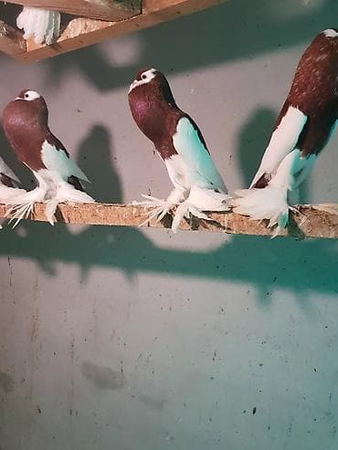 ramanov qoyun satisi: Pişiklər — 10