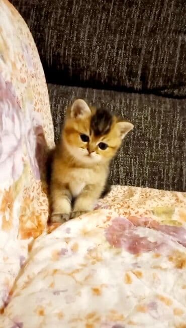 хочу купить кошку: Британская, Самец, Самка, В добрые руки, Самовывоз — 8