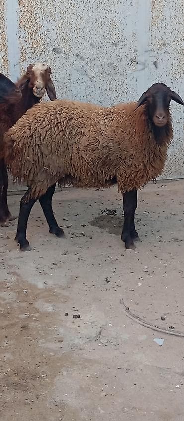 heyvan it: Salam ünvan Bakıin maştağa kendi obşi 5 baş heyvanlar satılır Qala — 3