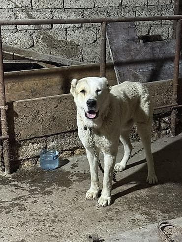 Gəmiricilər: Alabay — 3