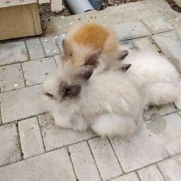 arpa bugda satisi: Angora tipli dekorativ dovşan balaları - Rənglər: krem-ağ, bej və — 1