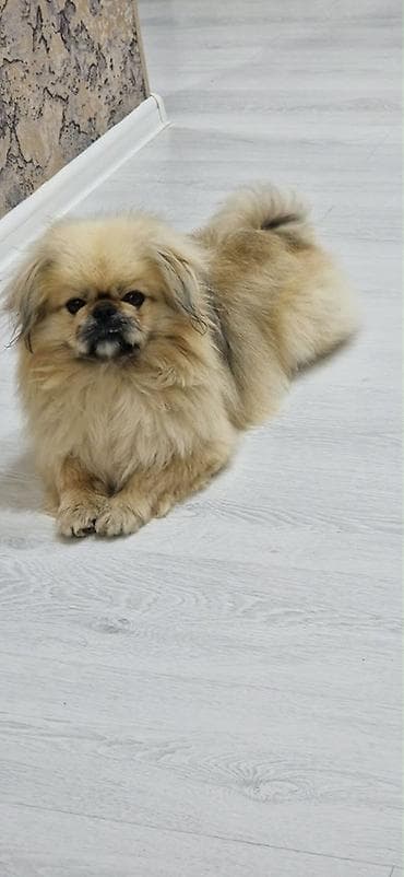 heyvan bazari: Pekines — 5
