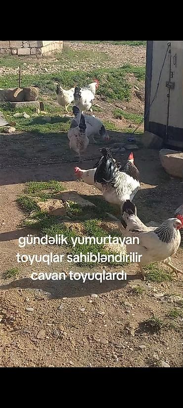 Toyuq, Yumurtalıq