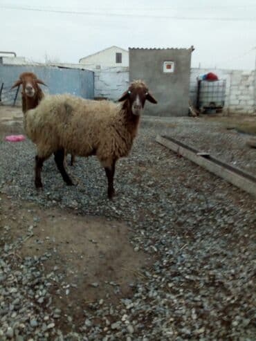 balasına sud verməyən qoyun nə adlanır: Məhsul: Qoyunlar - Növ: Yerli (ehtimalən qaragül/yağlı quyruq tipli) — 4
