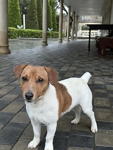 Cek rassel teryer, 9 ay, Erkek, Peyvəndli, Ünvandan götürmə