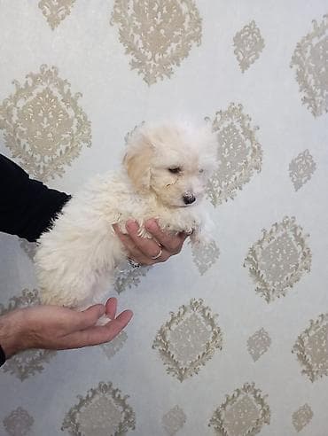 maraqli it adlari: Pudel, Peyvəndli — 7