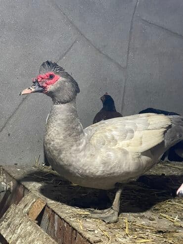 pişik adları erkek: 2 eded mirvari erkek lal ordek satilir — 1