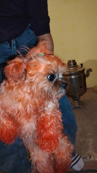 Heyvanlar üçün dərmanlar: Məhsul: Kiçik ölçülü dekorativ it sitsu Təsvir: 10aylıq qiz — 1