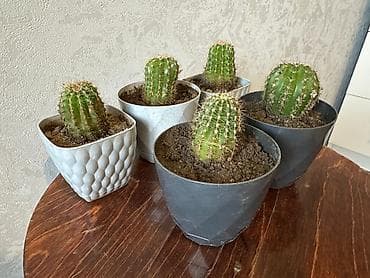 купить кактус: İki ədəd kiçik dekorativ kaktus dəsti. - Bitki növü: qablı mini — 2