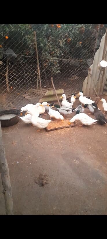 lal ordek yumurtası: ALLAH Hərkəsin Malına Bərəkət versin kənd şərayitində saxlanılmış — 2