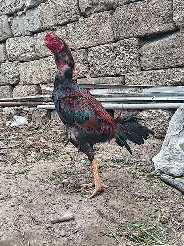 heyratı samo: Salam aleykum Allah hamının malına bərəkət versin gördüyünüz bu beçə 9 — 3