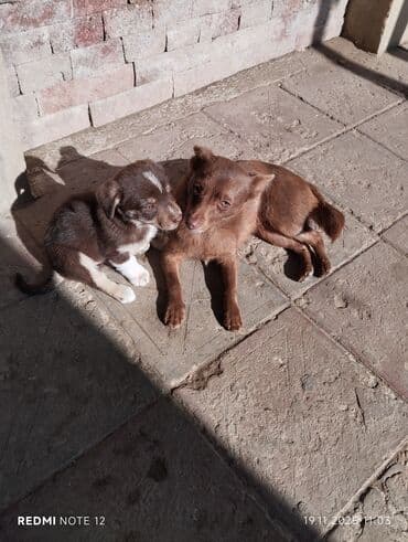 itlərin cütləşmə vaxtı: 2 ay, Dişi, Peyvəndli, Ünvandan götürmə — 6