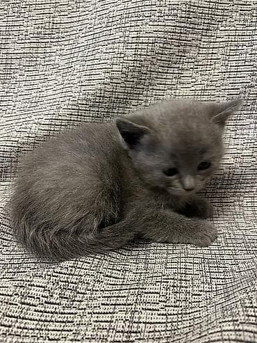 Britan, Yaxşı əllərə, Ünvandan götürmə