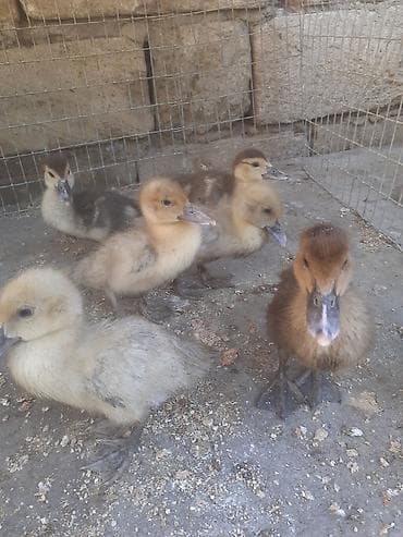 ordək bala: 7 dene ordek balasi 2 heftelik biri 5 azn. 055 880 85 29 — 1