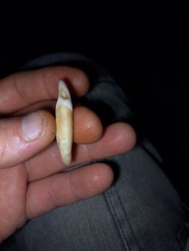 Toy paltarları və aksesuarları: Kulon, Heyvanlar, Qaşsız — 3