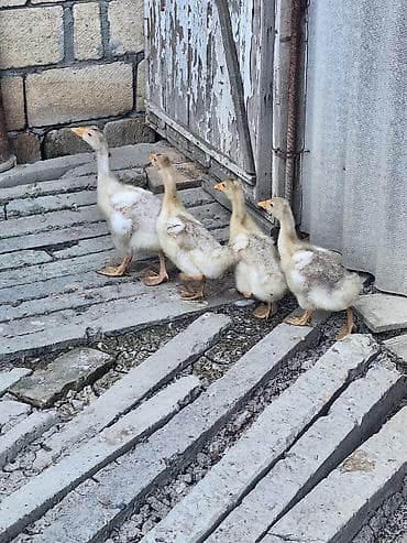 ev qus: 4ədəd yerli qaz balaırı Satlır Qiyməti 15 Manat Qiymət Birnə Ayidi — 3