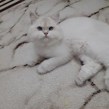 cutlesdirilir: Qızıl şinşilla, Erkək, Yaxşı əllərə, Ünvandan götürmə, Ödənişli çatdırılma — 2