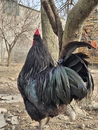 barter heyvanla: Xoruz, il: 1 — 6