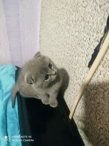 cins toyuq: Şotland, Erkək, Dişi, Yaxşı əllərə, Ünvandan götürmə — 6