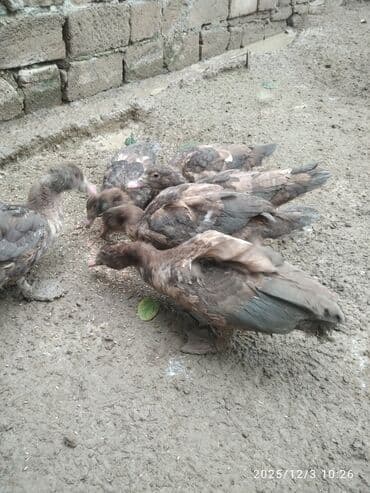 akvarium balıqlarının satışı: Erkək, | Lal ördək, Damazlıq, Ünvandan götürmə — 5