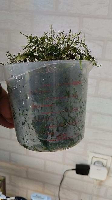 etotu bitkisi: Akvarium bitkisi mox — 1