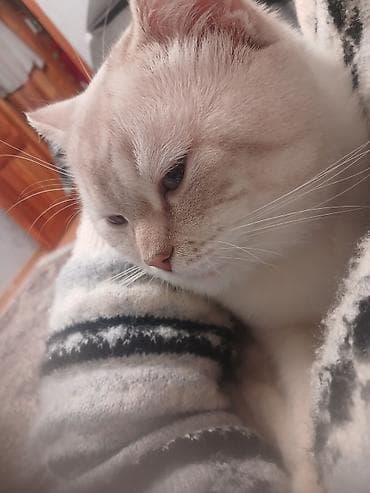 pişik satilir: Britan — 2