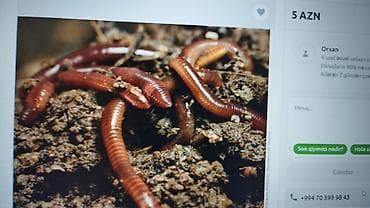 Soxulcan – bağçılıq və akvarium üçün - Növ: torpaq soxulcanı