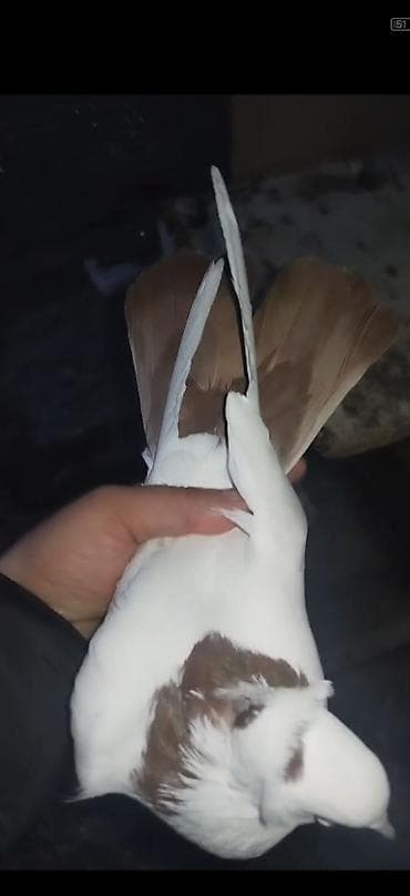 dekarativ quslar: Qirmizi boyun desde qirmizi quyrug kekil mayadi hundur dizden çilpağ — 1