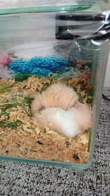 Şirin hamster - Rəng: krem-ağ qarışıq, tüklü - Növ: kiçik dekorativ