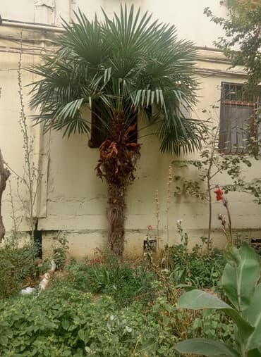 Çöl bitkiləri: Palma ağacı – fan formalı yarpaqları ilə (QİYMƏTDƏ RAZILAŞMAQ OLAR) - — 1