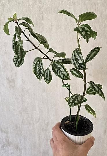 gulu: Pilea (Qarpız gülü) – dekorativ yarpaqlı otaq bitkisi keramzitdə 2 — 1