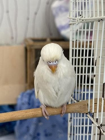 Akvariumlar: Temiz qan bala çex quşlardır ve ele oyresdırmek üçün ela vaxtdır ırı — 8