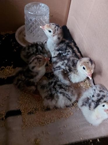 2 günlük hinduşka balaları. iri sortdur. 10 manat