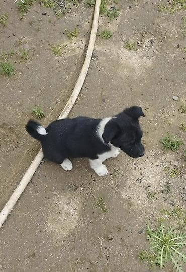 dublonka: Zvonok, 1 ay, Dişi, Cütləşmə üçün, Ödənişli çatdırılma — 4