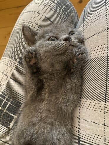 продам котенка британца: Британская, Самец, Самка, В добрые руки — 1